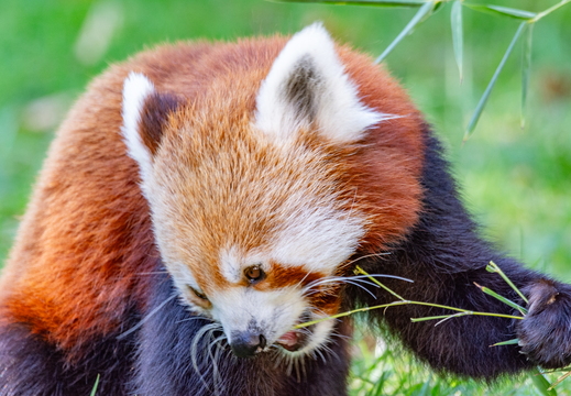 Zoo Heidelberg